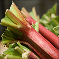 Rhubarb