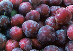 Santa Rosa Plums