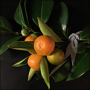 citrus_F01FA654-A016-4A3F-8B50-B1CDB6326682_300x300 Citrus